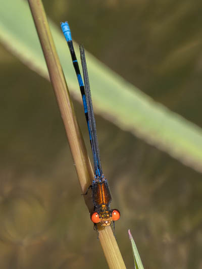 Argia oenea-2.jpg
